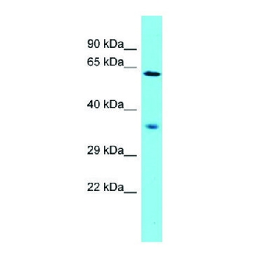 Anti-NDNF (N-terminal) antibody produced in rabbit，100UL，SAB2109212-100UL，Sigma
