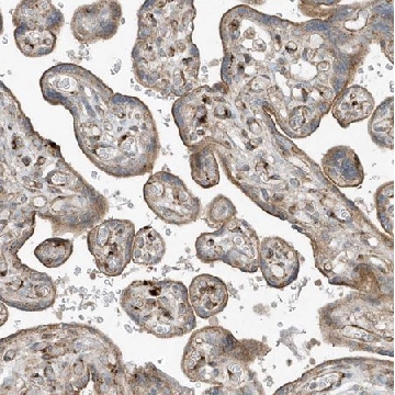 Anti-SLC38A2 antibody produced in rabbit，100UL，HPA035180-100UL，Sigma