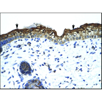Anti-SMARCA2 antibody produced in rabbit，100UL，AV34484-100UL，Sigma