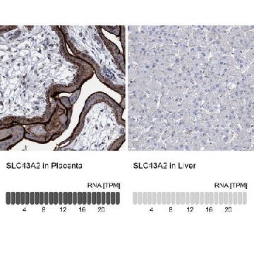 Anti-SLC43A2 antibody produced in rabbit，100UL，HPA021564-100UL，Sigma
