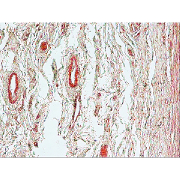 Anti-Mouse IgG (Fab specific)–Biotin antibody produced in goat，0.5ML，B0529-.5ML，Sigma