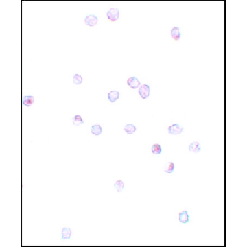 Anti-IFITM1 antibody produced in rabbit，100UG，SAB3500506-100UG，Sigma