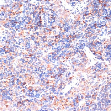 Anti-IL6 antibody produced in rabbit，100UL，SAB5700632-100UL，Sigma
