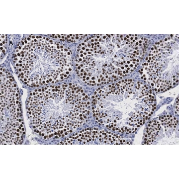 Anti-Sirt1 (Sir2) Antibody, clone 1G16, ZooMAb® Rabbit Monoclonal，4X25UL，ZRB07131-4X25UL，Sigma