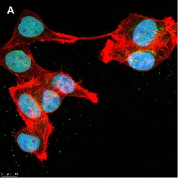 Anti-DOCK11 Antibody, clone 1F11 ZooMAb® Rabbit Monoclonal，4X25UL，ZRB1048-4X25UL，Sigma