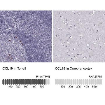 Anti-CCL19 antibody produced in rabbit，100UL，HPA067758-100UL，Sigma