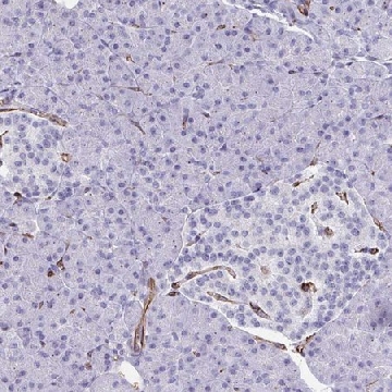 Anti-SLC35B1 antibody produced in rabbit，100UL，HPA057418-100UL，Sigma