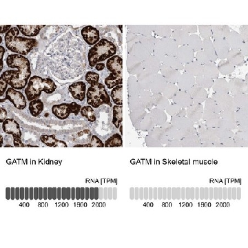 Anti-GATM antibody produced in rabbit，100UL，HPA026077-100UL，Sigma