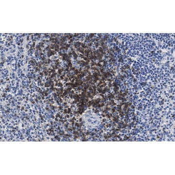 Anti-CD3d Antibody, clone 1H2 ZooMAb® Rabbit Monoclonal，25UL，ZRB1295-25UL，Sigma