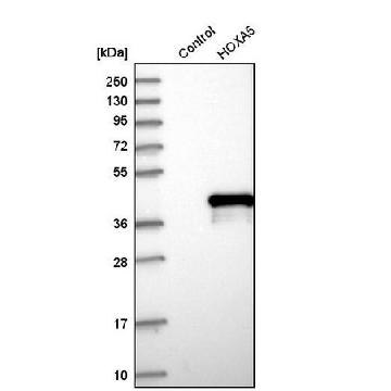 Anti-HOXA5 antibody produced in rabbit，100UL，HPA029319-100UL，Sigma
