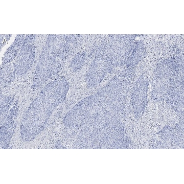 Anti-Integrin β1 Antibody, clone 1A27 , ZooMAb® Rabbit Monoclonal，25UL，ZRB1230-25UL，Sigma