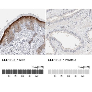 Anti-SDR16C5 antibody produced in rabbit，100UL，HPA025224-100UL，Sigma