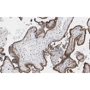 Anti-MOSPD2 Antibody, clone 3C20 ZooMAb® Rabbit Monoclonal，25UL，ZRB1046-25UL，Sigma