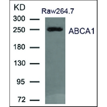 Anti-ABCA1 antibody produced in rabbit，100UL，SAB4300712-100UL，Sigma