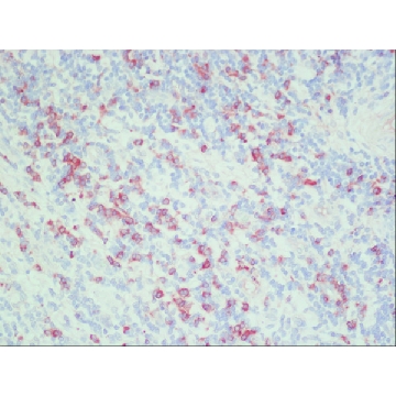 抗鼠 IgG（全分子）− 过氧化物酶 兔抗，1ML，A5795-1ML，Sigma
