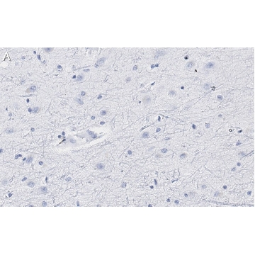 Anti-Neurogranin Antibody, clone 1D4 , ZooMAb® Rabbit Monoclonal，25UL，ZRB1228-25UL，Sigma