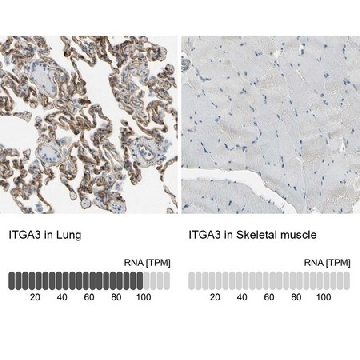 Anti-ITGA3 antibody produced in rabbit，100UL，HPA008572-100UL，Sigma