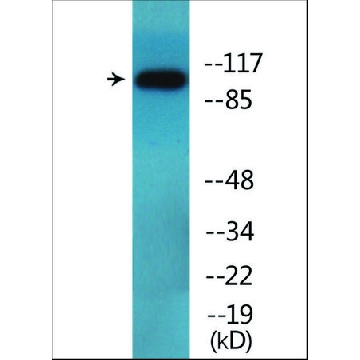 Anti-phospho-DDR1 (pTyr⁵¹³) antibody produced in rabbit，100UG，SAB4504671-100UG，Sigma