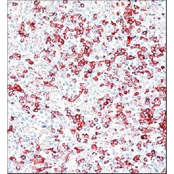 抗- 人IgG (γ-链特异性)−过氧化物酶 山羊抗，2ML，A8419-2ML，Sigma