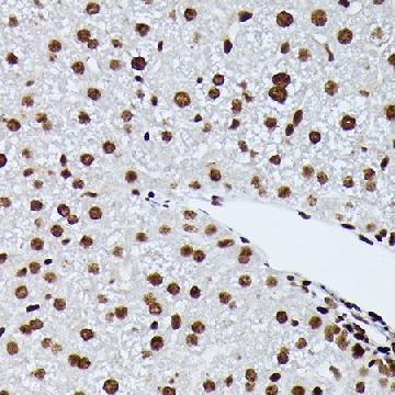 Anti-Phospho-NRF2-S40 antibody produced in rabbit，100UL，SAB5701902-100UL，Sigma