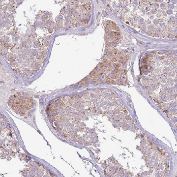 Anti-TRAPPC4 antibody produced in rabbit，100UL，HPA041371-100UL，Sigma