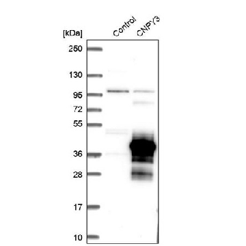 Anti-CNPY3 antibody produced in rabbit，100UL，HPA016560-100UL，Sigma