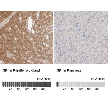 Anti-GPI antibody produced in rabbit，100UL，HPA024305-100UL，Sigma