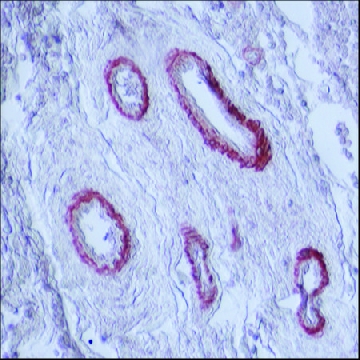 抗-肌球蛋白单克隆抗体（光面） 小鼠抗，100UL，M7786-100UL，Sigma