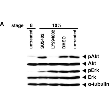 抗-磷酸化ERK1（pThr²⁰²/ pTyr²⁰⁴）和ERK2（pThr¹⁸⁵/ pTyr¹⁸⁷） 兔抗，1VIAL，E7028-1VL，Sigma