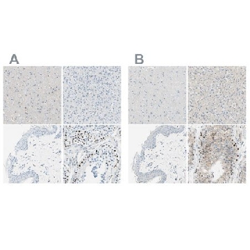 Anti-PASD1 antibody produced in rabbit，100UL，HPA011122-100UL，Sigma
