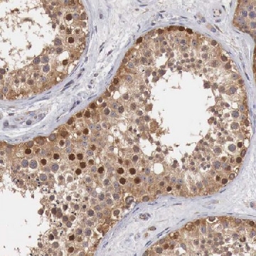 Anti-CCNB3 antibody produced in rabbit，100UL，HPA000496-100UL，Sigma