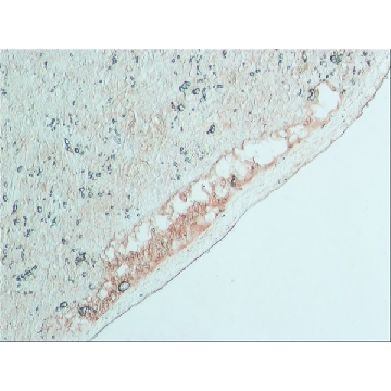 抗  牛 IgG（全分子）−过氧物酶 兔抗，2ML，A8917-2ML，Sigma