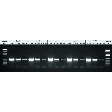 PCR预混液，1KIT，11636103001，Roche