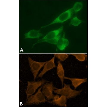 Anti-Calnexin antibody, Mouse monoclonal，200UL，C7617-200UL，Sigma