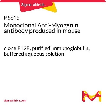 Monoclonal Anti-Myogenin antibody produced in mouse，100UG，M5815-100UG，Sigma