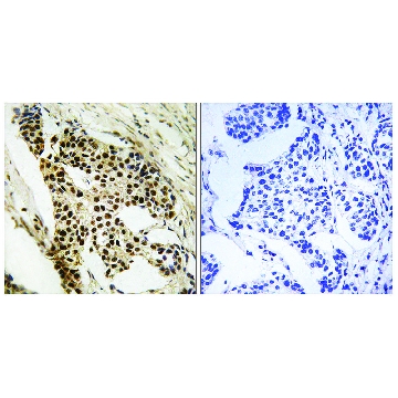 Anti-MAPKAPK2 antibody produced in rabbit，100UG，SAB4503604-100UG，Sigma