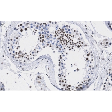 Anti-DAXX Antibody, clone 1L6 ZooMAb® Rabbit Monoclonal，25UL，ZRB1332-25UL，Sigma