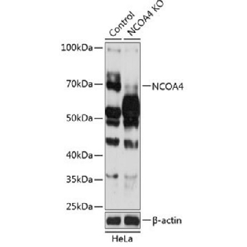 Anti-NCOA4 antibody produced in rabbit，100UL，SAB5700221-100UL，Sigma