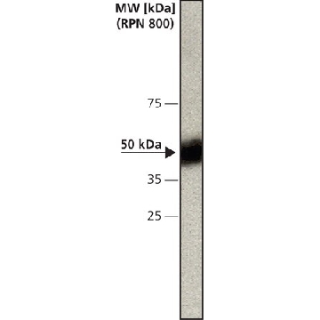抗-半胱天冬酶12单克隆抗体 大鼠抗，0.2ML，C7611-.2ML，Sigma