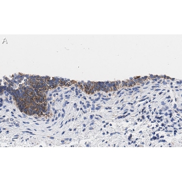 Anti-TMEM261 Antibody, clone 2C22 ZooMAb® Rabbit Monoclonal，25UL，ZRB1060-25UL，Sigma