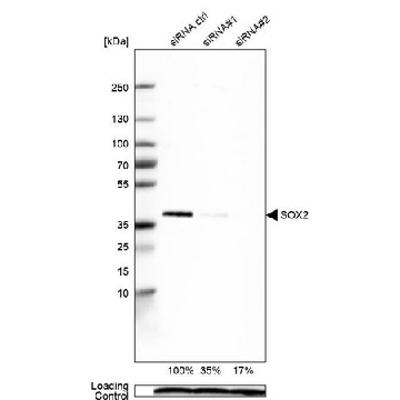 Monoclonal Anti-SOX2 antibody produced in mouse，100UL，AMAB91307-100UL，Sigma