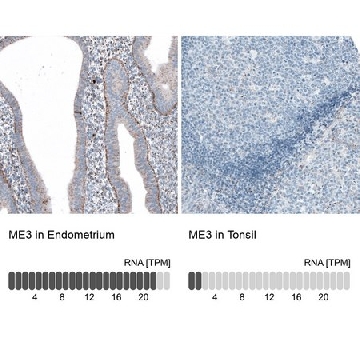 Anti-ME3 antibody produced in rabbit，100UL，HPA038473-100UL，Sigma