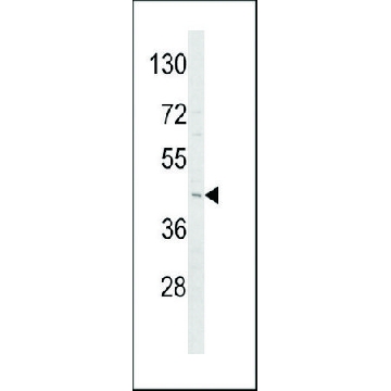 ANTI-ADIPOR1(C-TERMINAL) antibody produced in rabbit，400UL，SAB1307251-400UL，Sigma