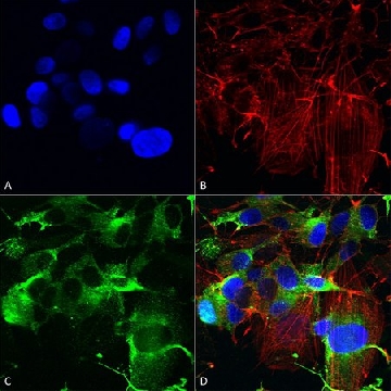 Monoclonal Anti-Gfap - Atto 488 antibody produced in mouse，100UG，SAB5201124-100UG，Sigma