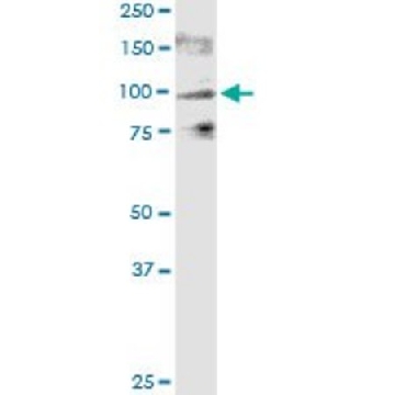 Monoclonal Anti-TRPV1 antibody produced in mouse，100UG，SAB1404527-100UG，Sigma