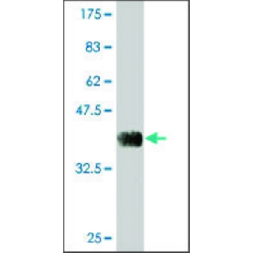 Monoclonal Anti-PRSS27 antibody produced in mouse，100UG，WH0083886M2-100UG，Sigma