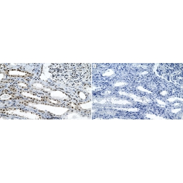 Anti-CNBP Antibody, clone 1I17 ZooMAb® Rabbit Monoclonal，4X25UL，ZRB2278-4X25UL，Sigma