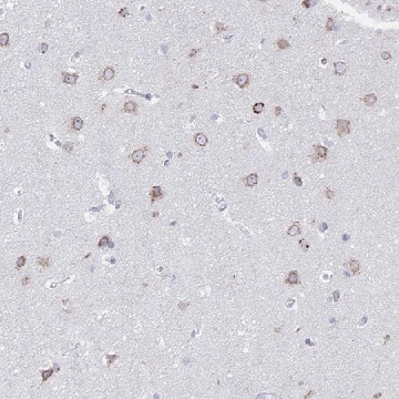 Anti-VKORC1L1 antibody produced in rabbit，100UL，HPA053954-100UL，Sigma