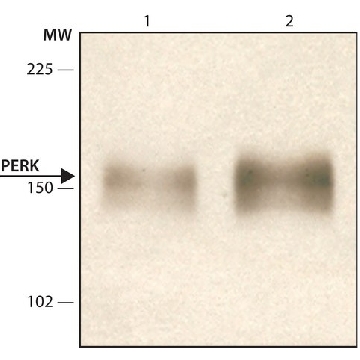 抗-PERK（C端） 兔抗，100UL，P0074-100UL，Sigma