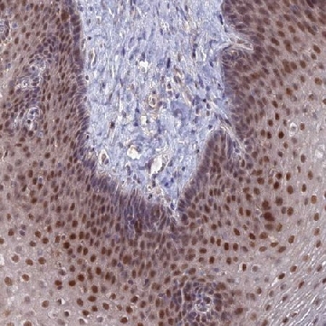 Anti-ZUFSP antibody produced in rabbit，100UL，HPA044426-100UL，Sigma